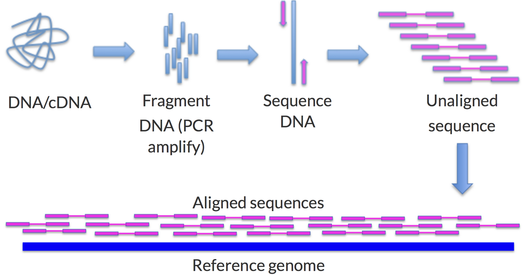 Sequencing and Alignment Overview