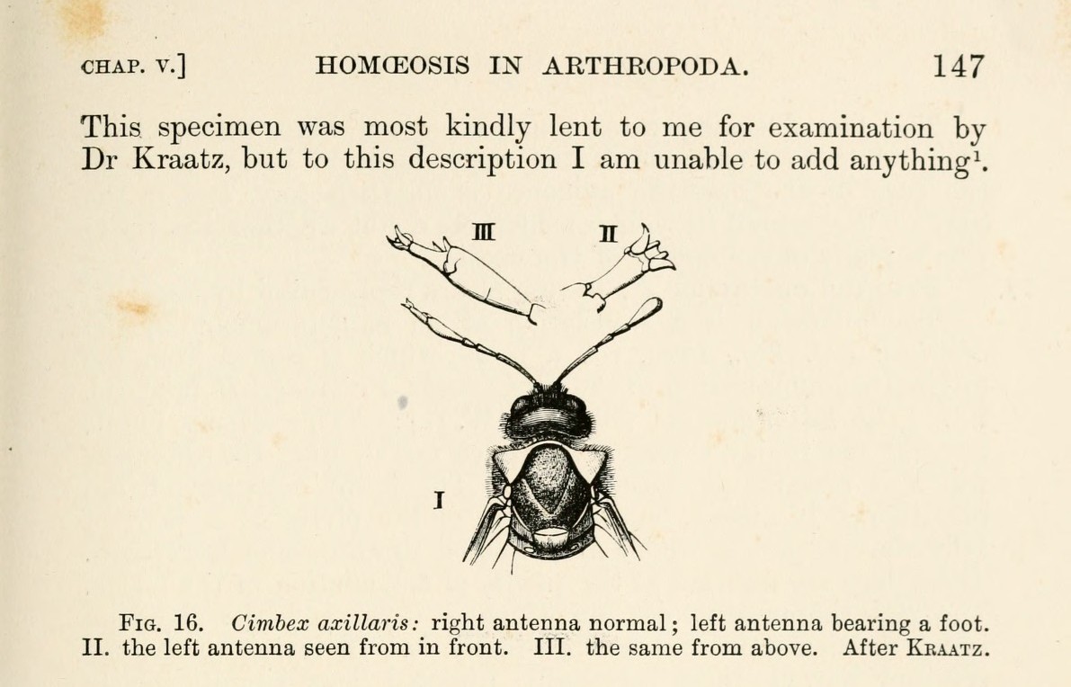 Image 3: Bateson's sawfly figure with one antenna bearing a foot-like structure